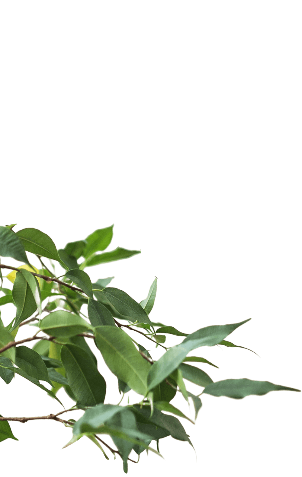 Benajaminus Ficus